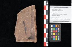 Foto (Objekt + Etikett) von Zostena ungeri Ettingshausen (NHMW-GEO-2024-0188-0443)